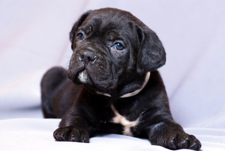 Cane Corso kiskutya